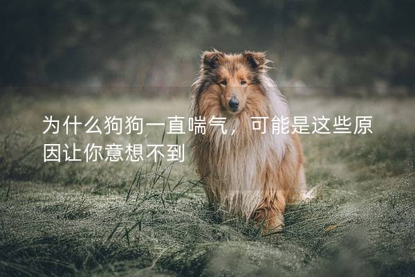 为什么狗狗一直喘气，可能是这些原因让你意想不到
