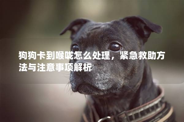 狗狗卡到喉咙怎么处理，紧急救助方法与注意事项解析