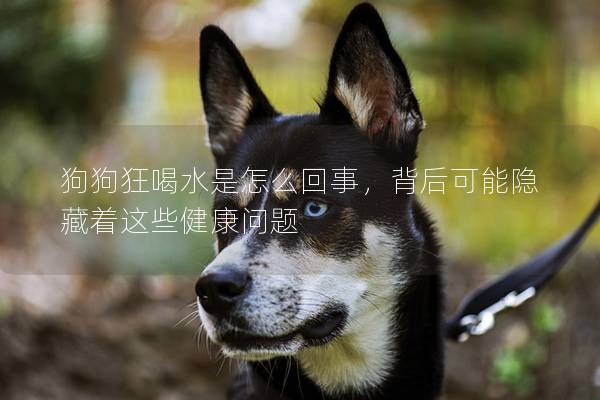 狗狗狂喝水是怎么回事，背后可能隐藏着这些健康问题