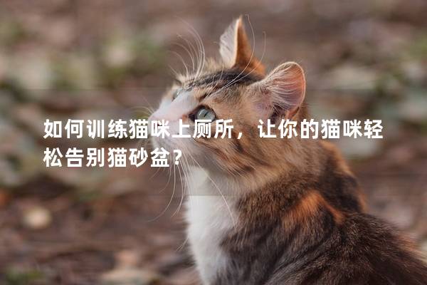 如何训练猫咪上厕所，让你的猫咪轻松告别猫砂盆？