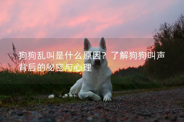 狗狗乱叫是什么原因？了解狗狗叫声背后的秘密与心理