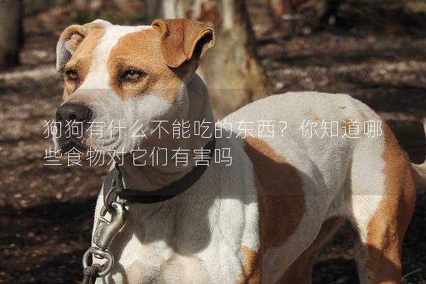 狗狗有什么不能吃的东西？你知道哪些食物对它们有害吗