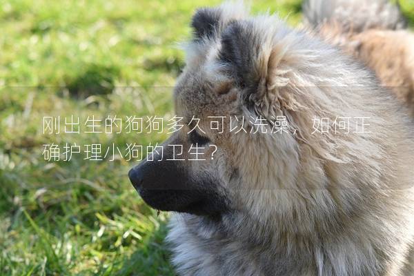 刚出生的狗狗多久可以洗澡，如何正确护理小狗的卫生？