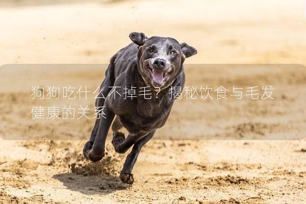 狗狗吃什么不掉毛？揭秘饮食与毛发健康的关系