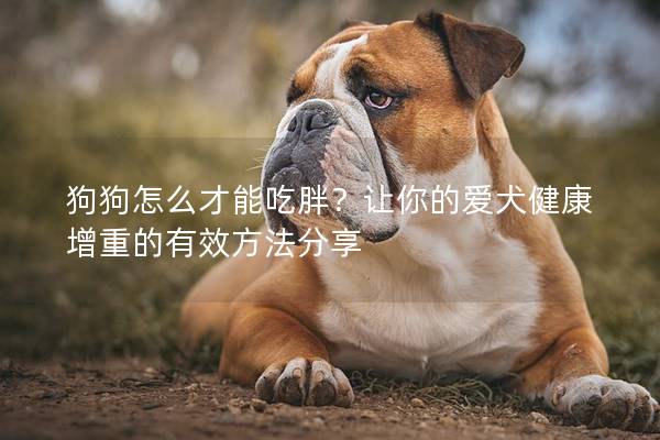 狗狗怎么才能吃胖？让你的爱犬健康增重的有效方法分享