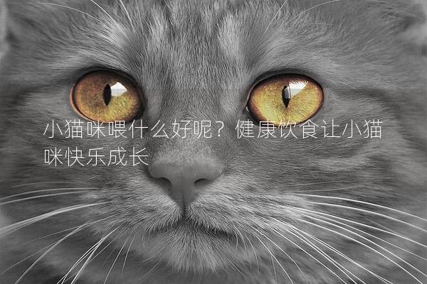 小猫咪喂什么好呢？健康饮食让小猫咪快乐成长