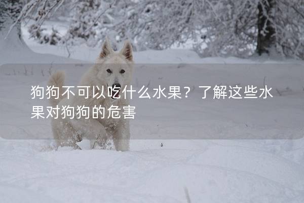 狗狗不可以吃什么水果？了解这些水果对狗狗的危害