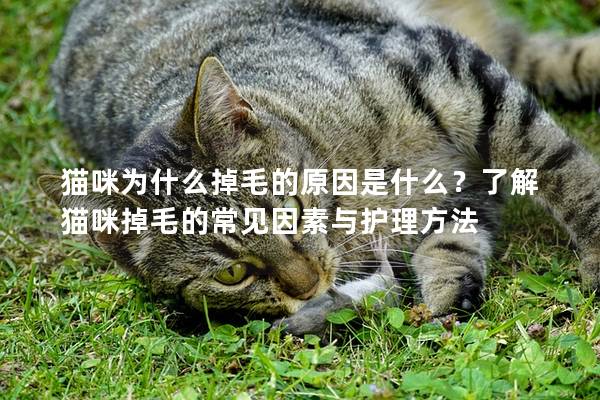 猫咪为什么掉毛的原因是什么？了解猫咪掉毛的常见因素与护理方法