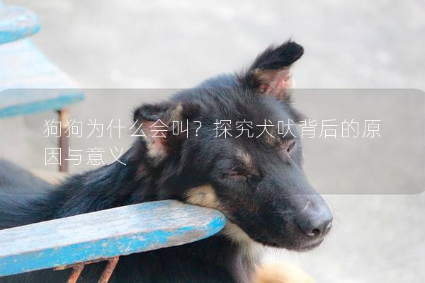 狗狗为什么会叫？探究犬吠背后的原因与意义