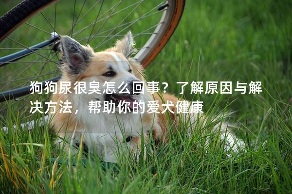 狗狗尿很臭怎么回事？了解原因与解决方法，帮助你的爱犬健康