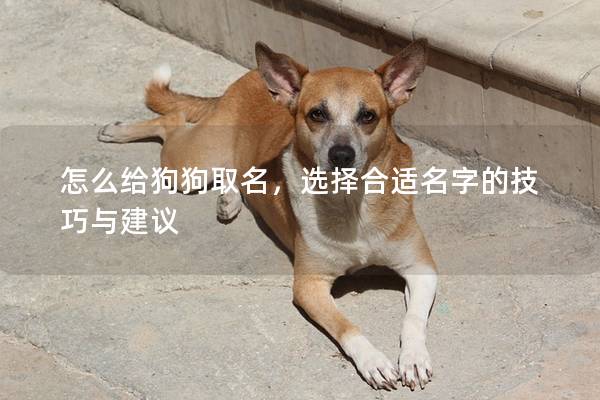 怎么给狗狗取名，选择合适名字的技巧与建议