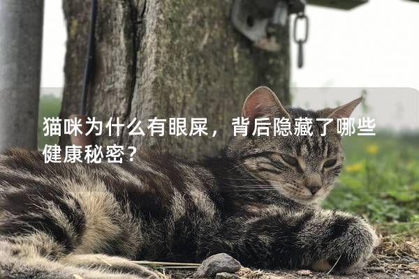 猫咪为什么有眼屎，背后隐藏了哪些健康秘密？