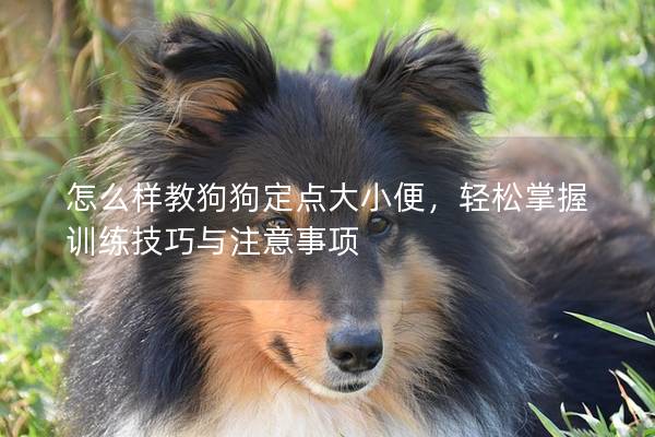 怎么样教狗狗定点大小便，轻松掌握训练技巧与注意事项