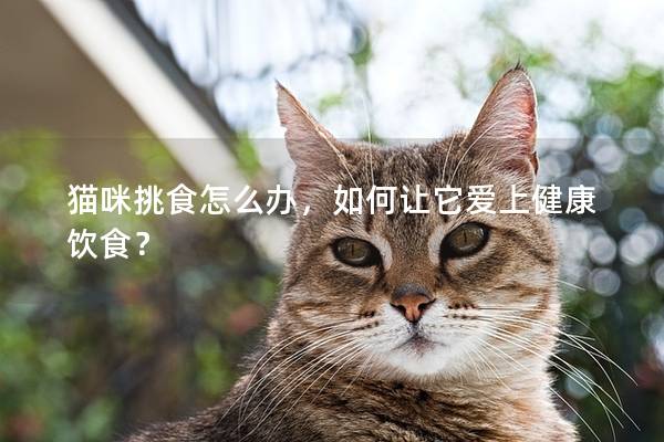 猫咪挑食怎么办，如何让它爱上健康饮食？
