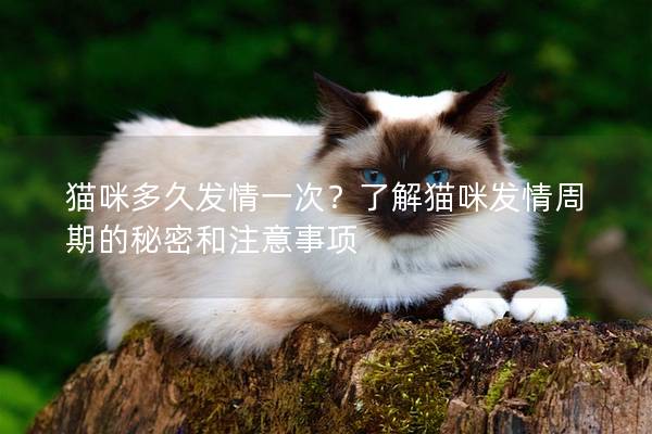 猫咪多久发情一次？了解猫咪发情周期的秘密和注意事项