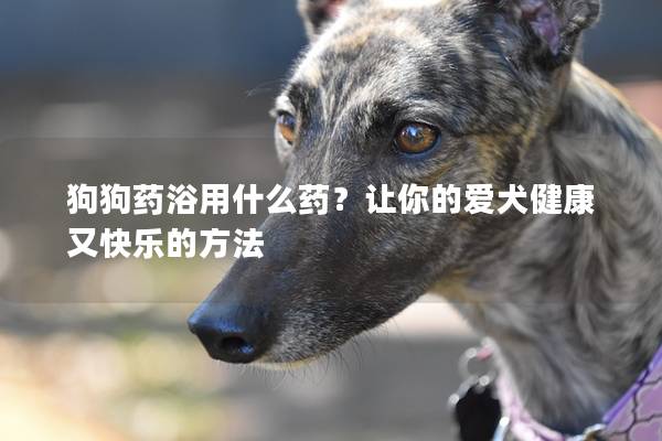 狗狗药浴用什么药？让你的爱犬健康又快乐的方法