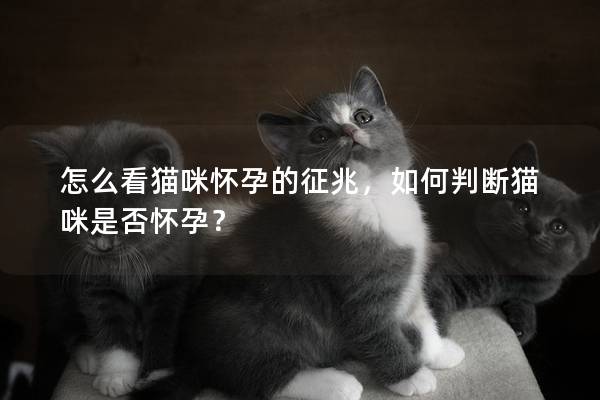 怎么看猫咪怀孕的征兆，如何判断猫咪是否怀孕？