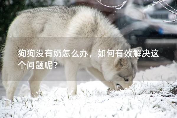 狗狗没有奶怎么办，如何有效解决这个问题呢？