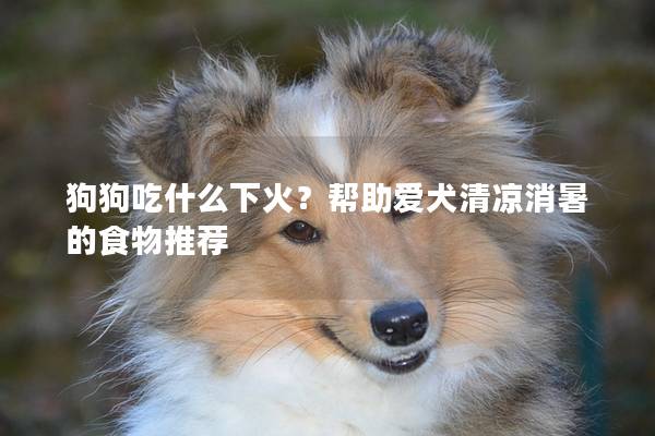 狗狗吃什么下火？帮助爱犬清凉消暑的食物推荐