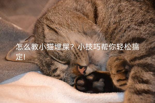 怎么教小猫埋屎？小技巧帮你轻松搞定!