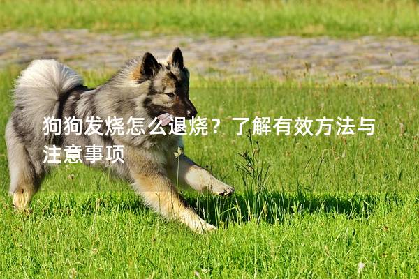 狗狗发烧怎么退烧？了解有效方法与注意事项