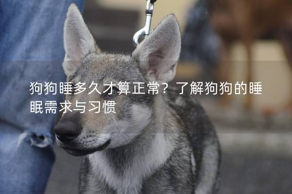 狗狗睡多久才算正常？了解狗狗的睡眠需求与习惯
