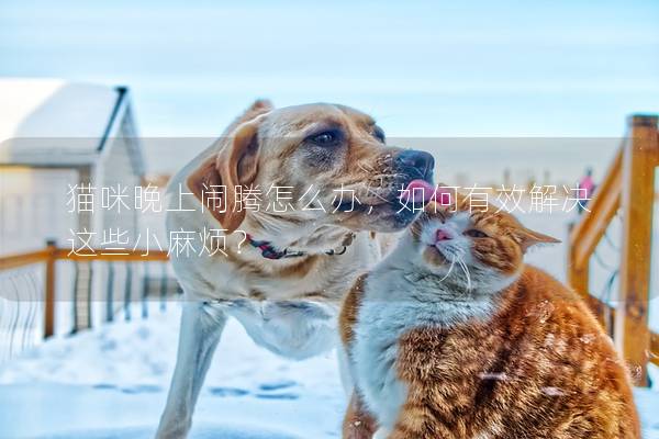 猫咪晚上闹腾怎么办，如何有效解决这些小麻烦？