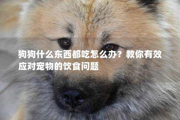 狗狗什么东西都吃怎么办？教你有效应对宠物的饮食问题