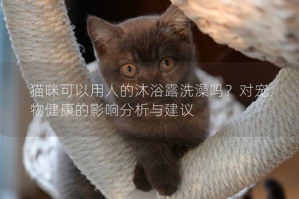 猫咪可以用人的沐浴露洗澡吗？对宠物健康的影响分析与建议