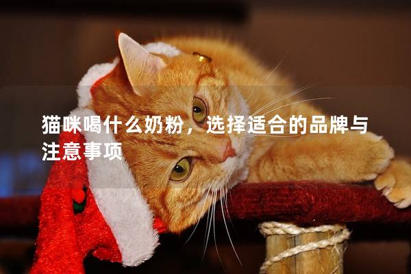 猫咪喝什么奶粉，选择适合的品牌与注意事项