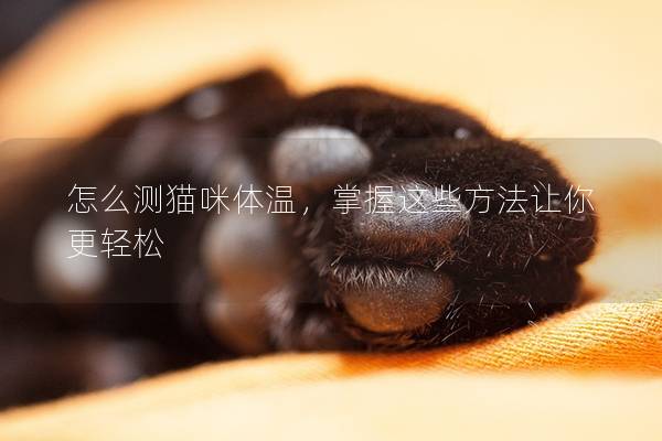 怎么测猫咪体温，掌握这些方法让你更轻松