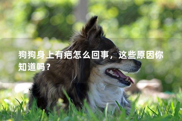 狗狗身上有疤怎么回事，这些原因你知道吗？