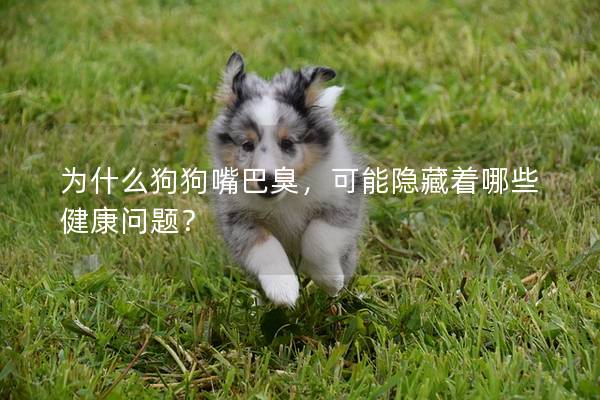 为什么狗狗嘴巴臭，可能隐藏着哪些健康问题？