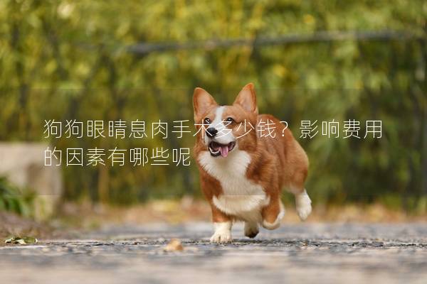 狗狗眼睛息肉手术多少钱？影响费用的因素有哪些呢