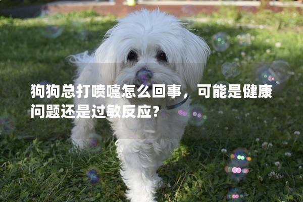 狗狗总打喷嚏怎么回事，可能是健康问题还是过敏反应？