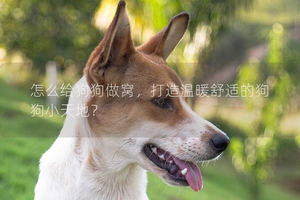 怎么给狗狗做窝，打造温暖舒适的狗狗小天地？