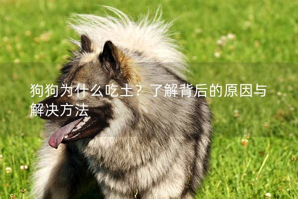 狗狗为什么吃土？了解背后的原因与解决方法