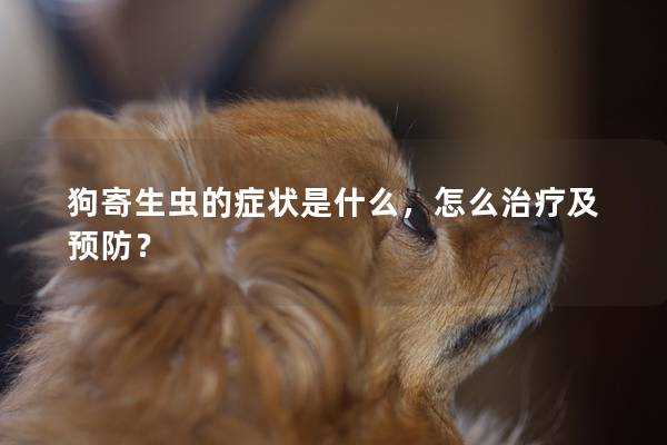 狗寄生虫的症状是什么，怎么治疗及预防？