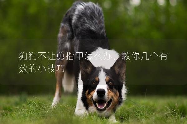 狗狗不让剪指甲怎么办，教你几个有效的小技巧