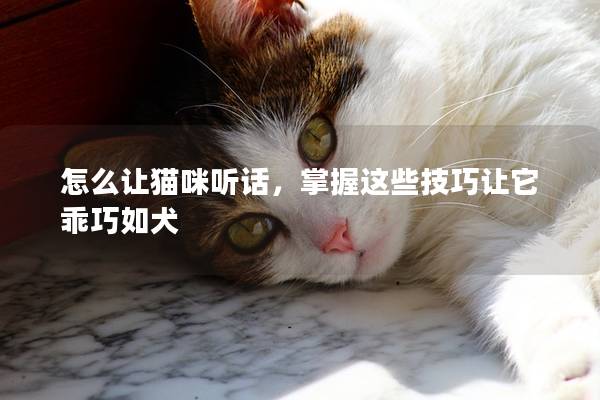 怎么让猫咪听话，掌握这些技巧让它乖巧如犬