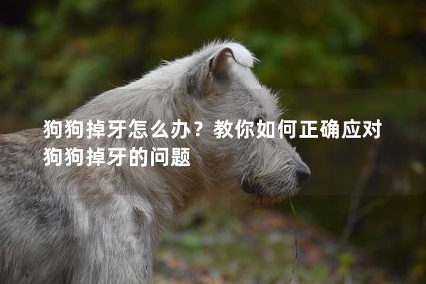 狗狗掉牙怎么办？教你如何正确应对狗狗掉牙的问题