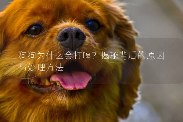狗狗为什么会打嗝？揭秘背后的原因与处理方法