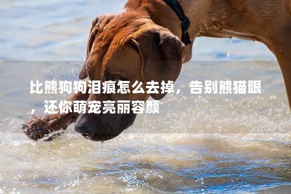 比熊狗狗泪痕怎么去掉，告别熊猫眼，还你萌宠亮丽容颜