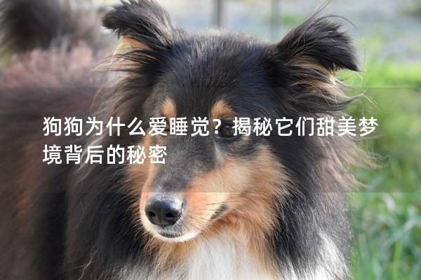 狗狗为什么爱睡觉？揭秘它们甜美梦境背后的秘密
