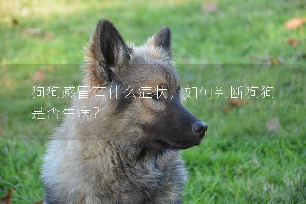 狗狗感冒有什么症状，如何判断狗狗是否生病？