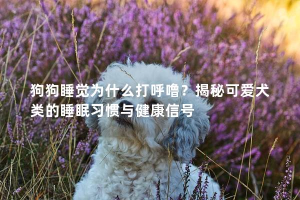 狗狗睡觉为什么打呼噜？揭秘可爱犬类的睡眠习惯与健康信号