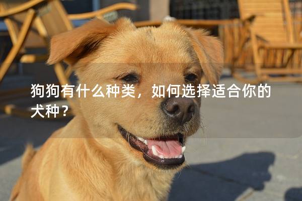 狗狗有什么种类，如何选择适合你的犬种？