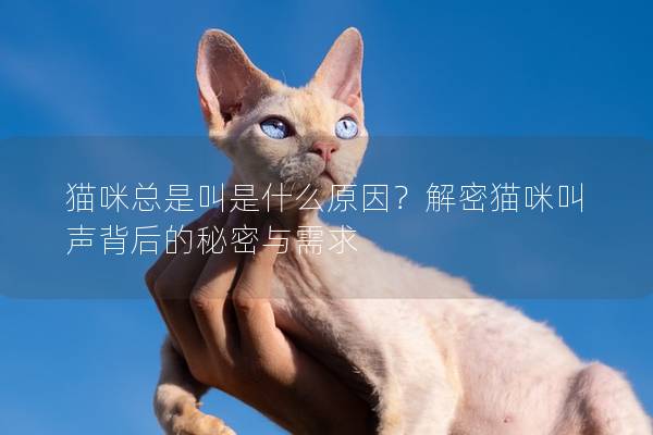 猫咪总是叫是什么原因？解密猫咪叫声背后的秘密与需求