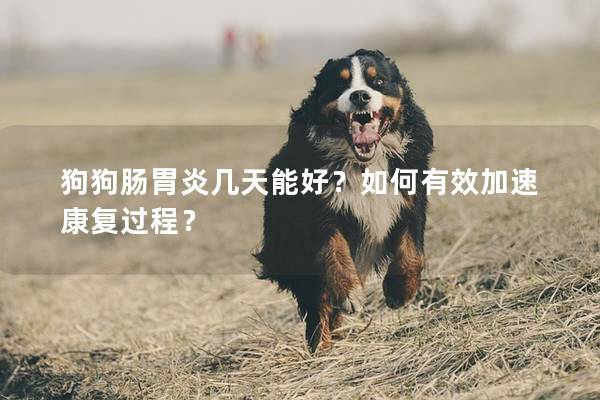 狗狗肠胃炎几天能好？如何有效加速康复过程？