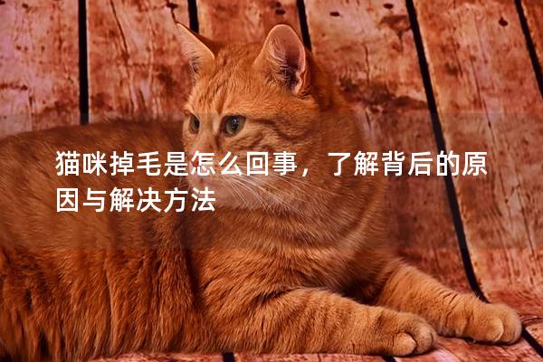 猫咪掉毛是怎么回事，了解背后的原因与解决方法